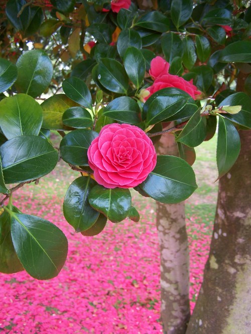 japanese camelia essence3