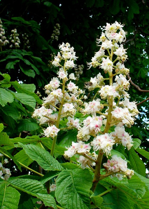 horse chestnut